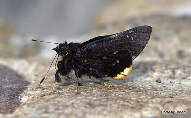 Creteus cyrina cyrina