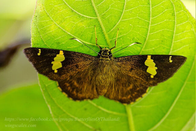 Celaenorrhinus dhanada dhanada