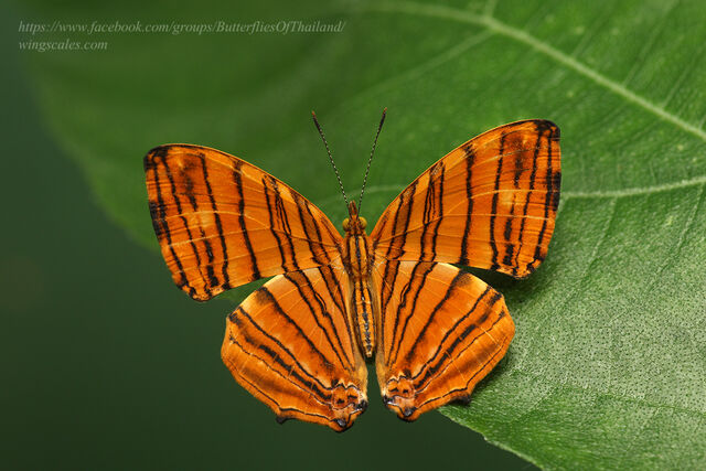 Chersonesia risa risa