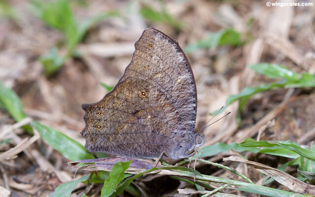 Melanitis zitenius auletes