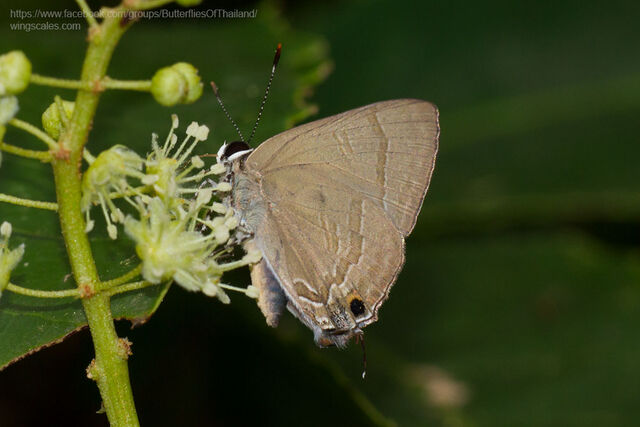 Rapala scintilla scintilla