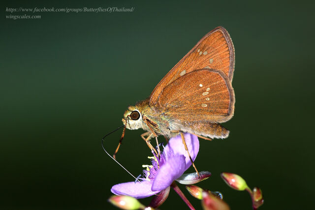 Polytremis lubricans lubricans