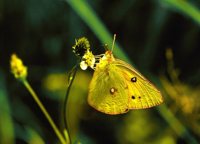 Colias fieldii fieldii