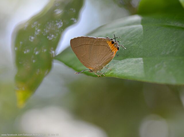 Tajuria ister tussis