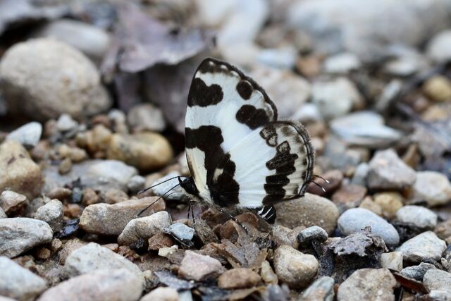 Caleta elna noliteia