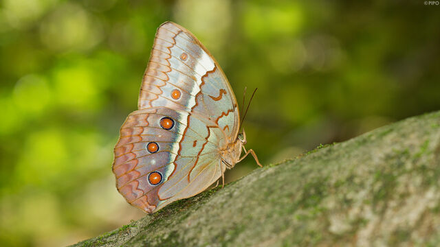 Stichophthalma cambodia