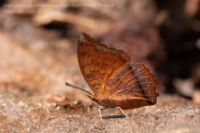 Charaxes aristogiton aristiogiton