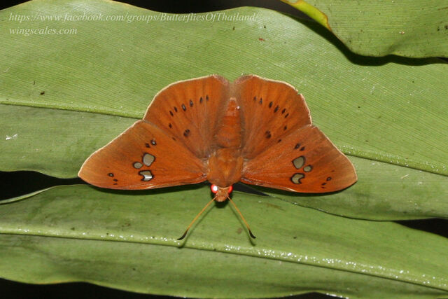 Capila phanaeus falta
