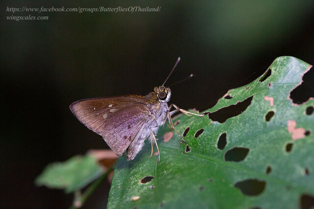 Isma protoclea bicolor