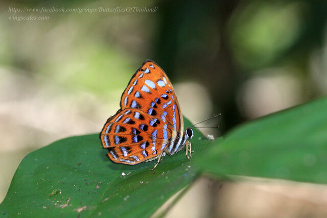 Laxita thuisto thuisto