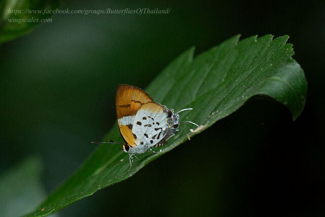 Araotes lapithis lapithis