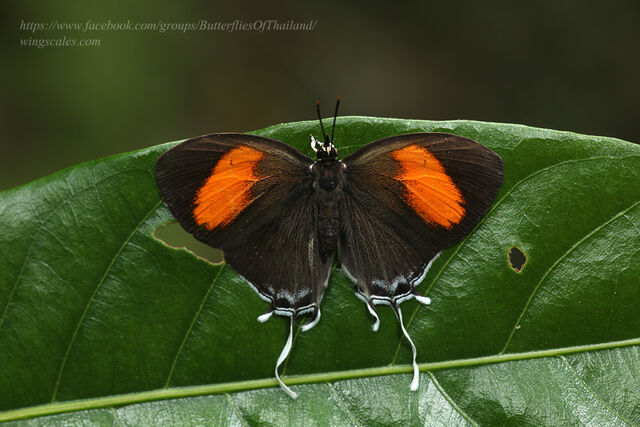 Drupadia ravindra boisduvalii