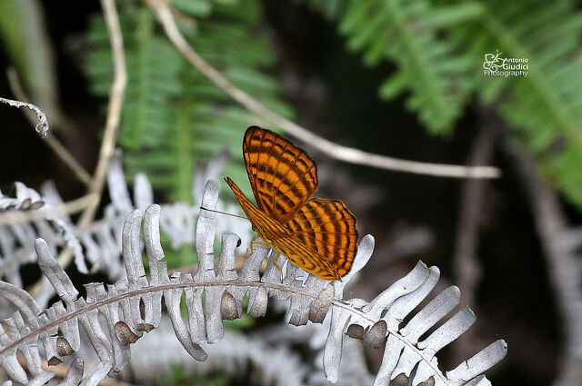 Zemeros emesoides emesoides