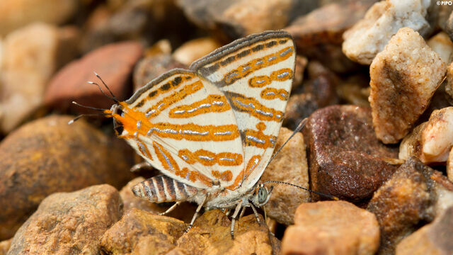 Spindasis syama peguanus