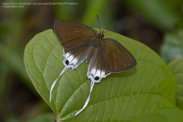 Bindahara phocides phocides