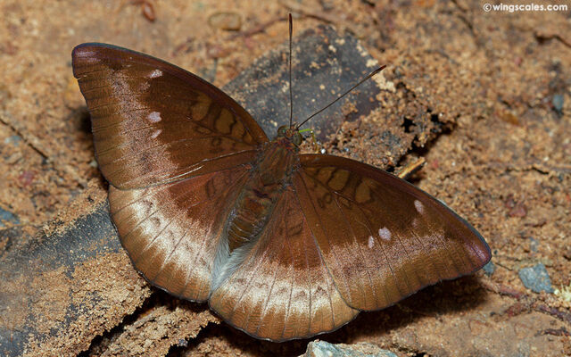 Euthalia monina kesava