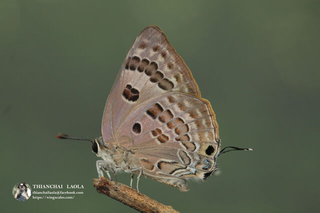 Virachola perse perse