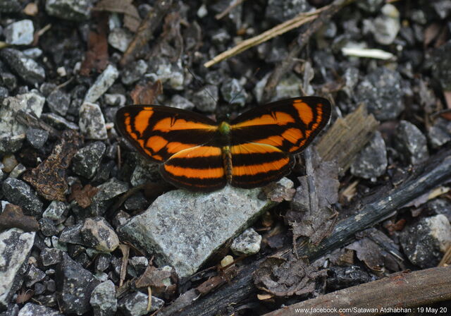 Lasippa heliodore dorelia