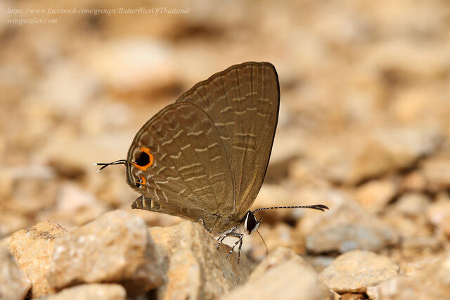 Jamides bochus bochus