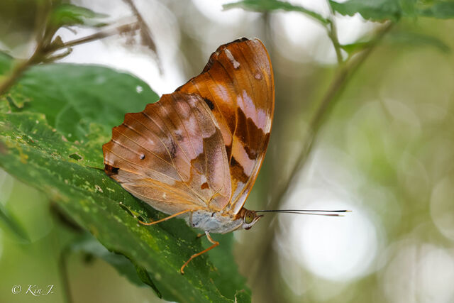 Herona marathus marathus