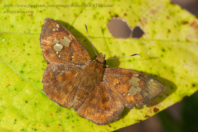 Pseudocoladenia fabia