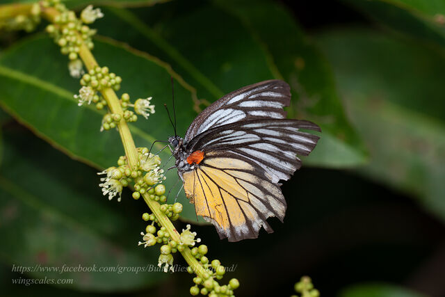 Prioneris philonome clemanthe