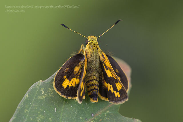 Potanthus pseudomaesa clio