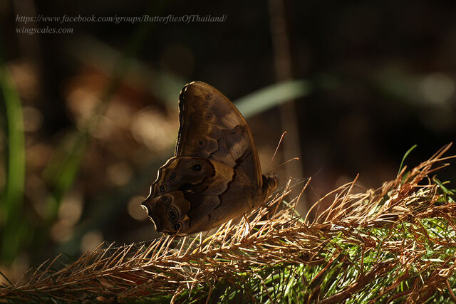 Lethe chandica chandica