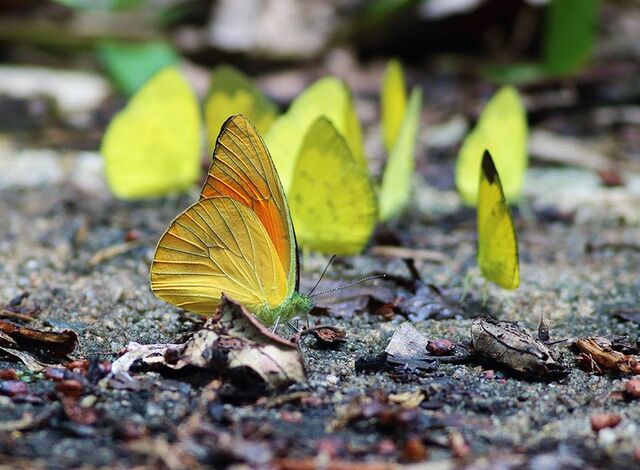 Appias nero figulina