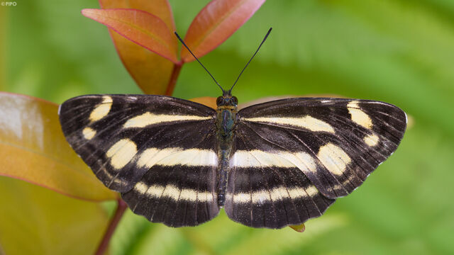 Neptis armandia pila