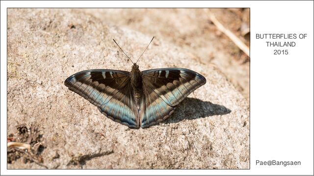Auzakia danava brunnea