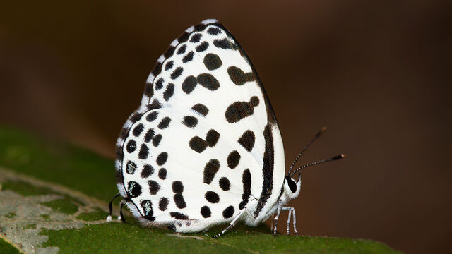 Castalius rosimon rosimon