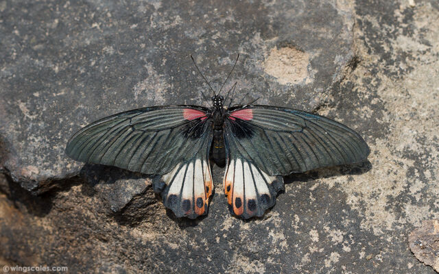 Papilio agenor agenor