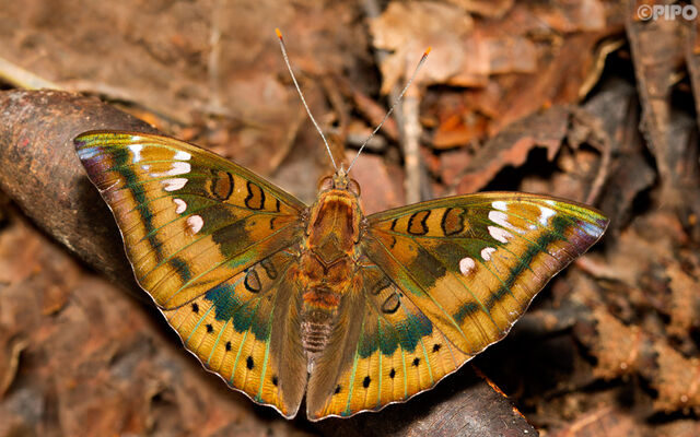 Euthalia aconthea garuda