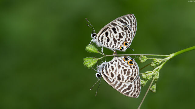 Leptotes plinius
