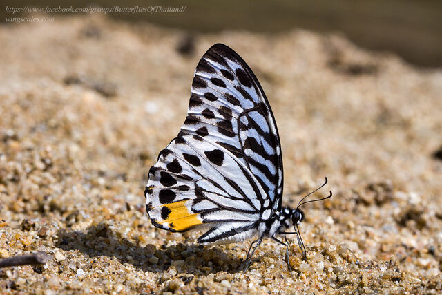 Graphium delessertii delessertii