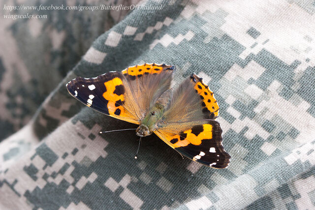 Vanessa indica indica