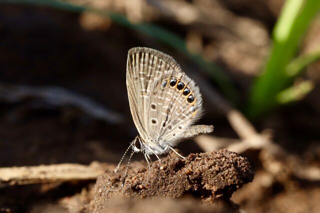 Freyeria putli putli
