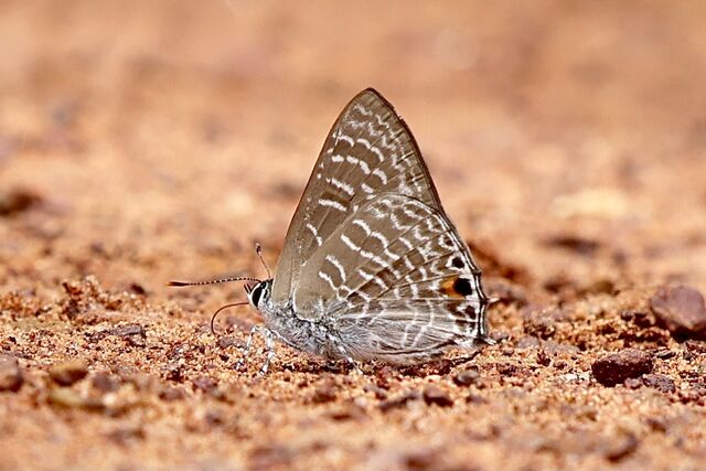 Anthene licates dusuntua