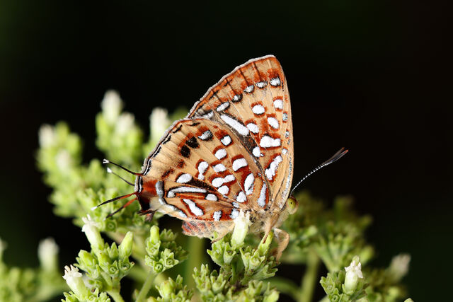 Spindasis vixinga davidsoni