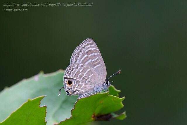 Virachola kessuma deliochus