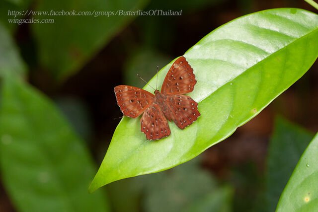 Zemeros flegyas allica