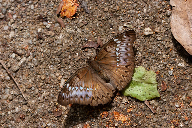 Euthalia teuta goodrichi