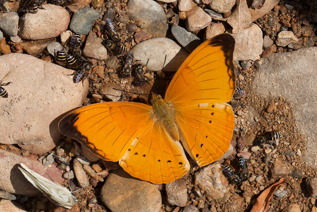 Cirrochroa aoris olivacea