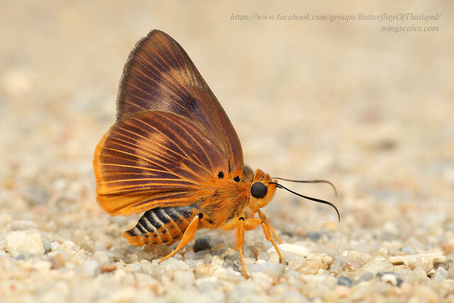 Burara harisa harisa