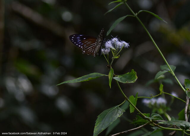 Papilio paradoxa aenigma