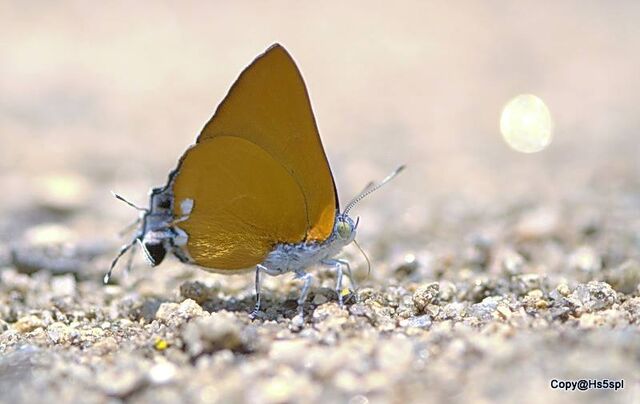 Pseudotajuria donatana ssp.