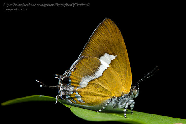 Horaga syrinx moulmeina