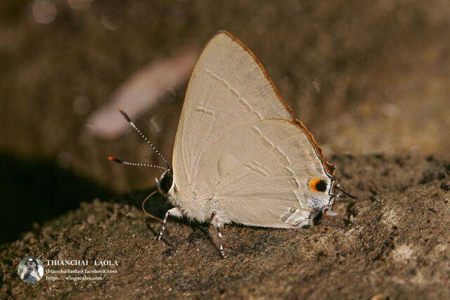 Rapala iarbus iarbus