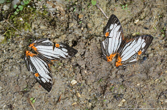 Cyrestis maenalis martini